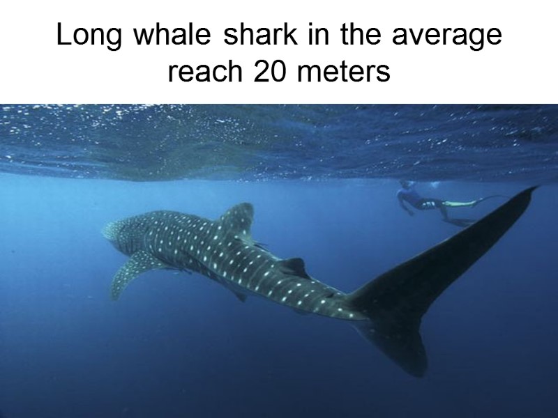 Long whale shark in the average reach 20 meters
